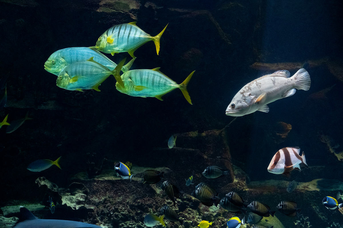 Самые активные рыбы в аквариуме - крупные золотые каранги